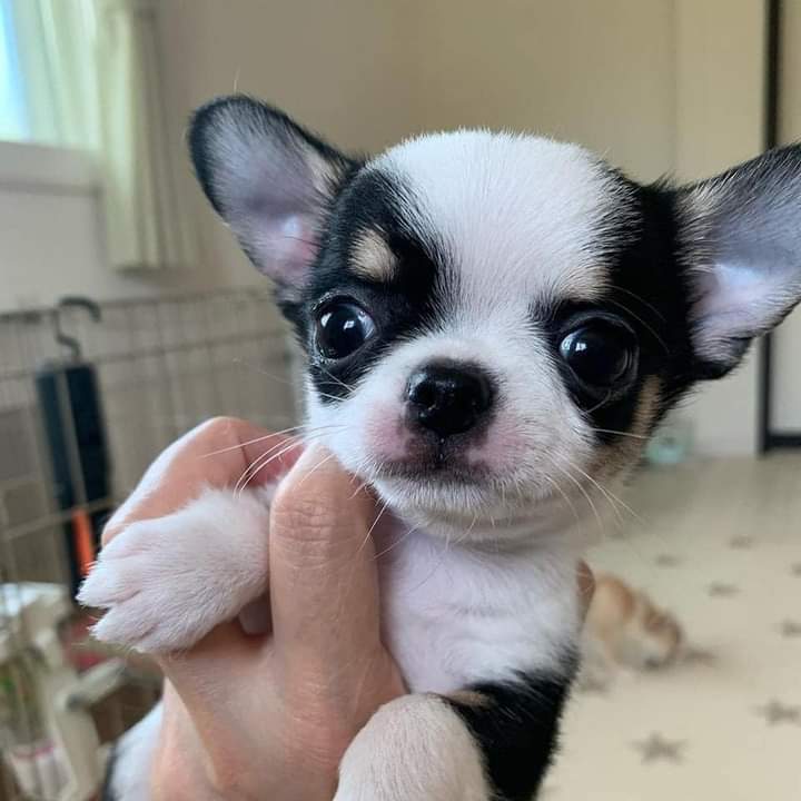 Chihuahua Puppies ready for new families.Email petsfarm21@gmail.com or text (510)-344-7310. Image eClassifieds4u