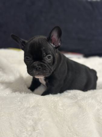 English bulldog puppies for adoption Image eClassifieds4u