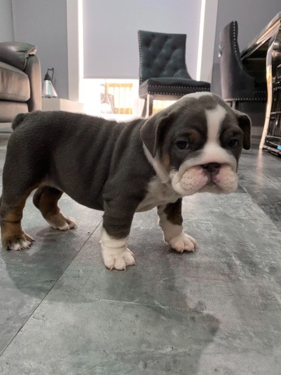 English bulldog Puppies ready for new home!Email petsfarm21@gmail.com Image eClassifieds4u