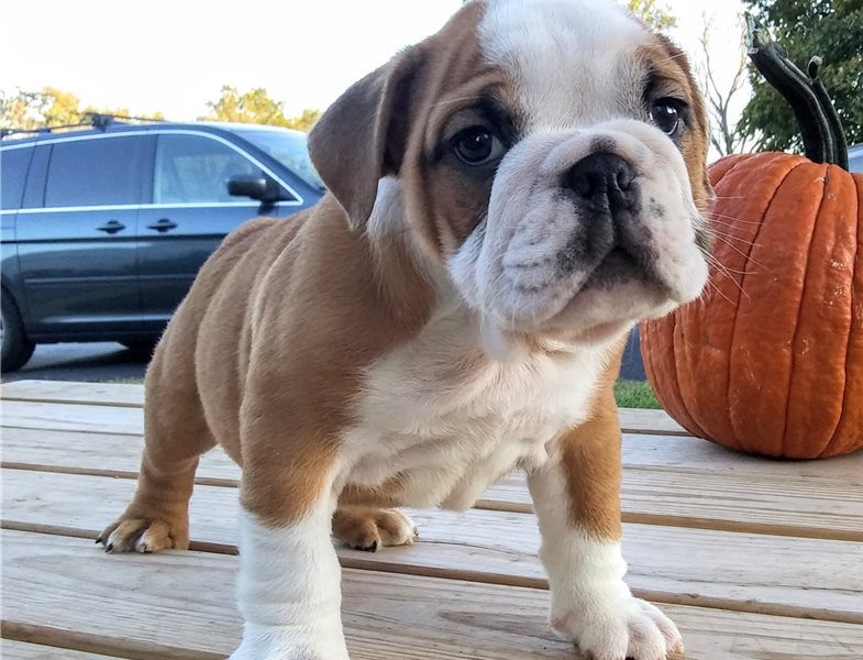 English bulldog Puppies ready for new home!Email petsfarm21@gmail.com Image eClassifieds4u