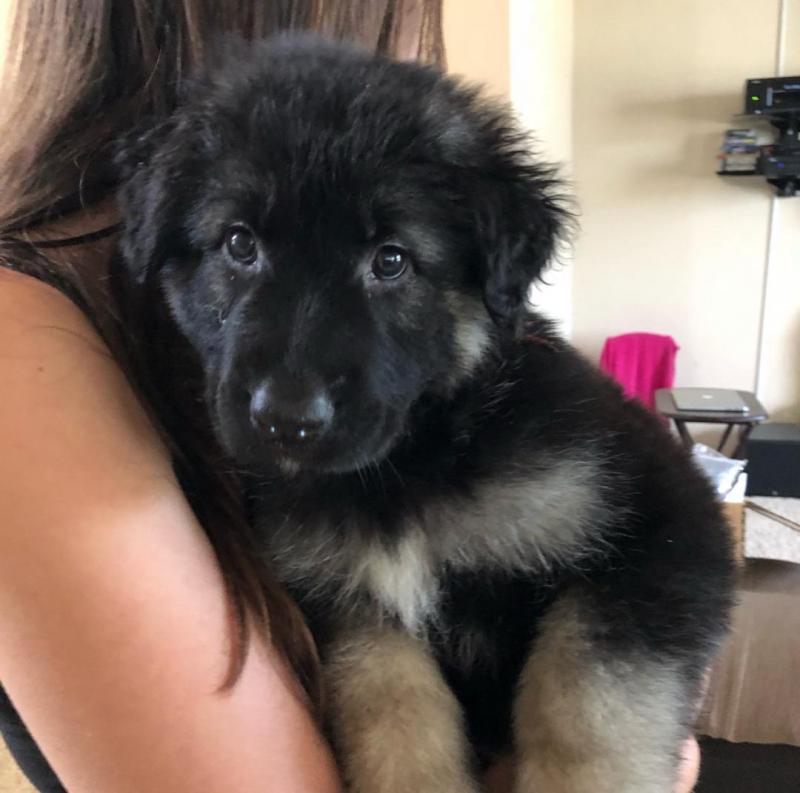 German shepherd puppies for adoption Image eClassifieds4u