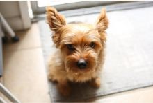 ❤Yorky puppies for free adoption💚 Image eClassifieds4u 2