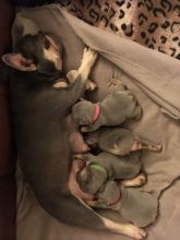 Adorable Frenchie puppies ready now!!Email petsfarm21@gmail.com Image eClassifieds4U