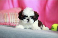 Shitzu puppies for free adoption,male and female available Image eClassifieds4u 3