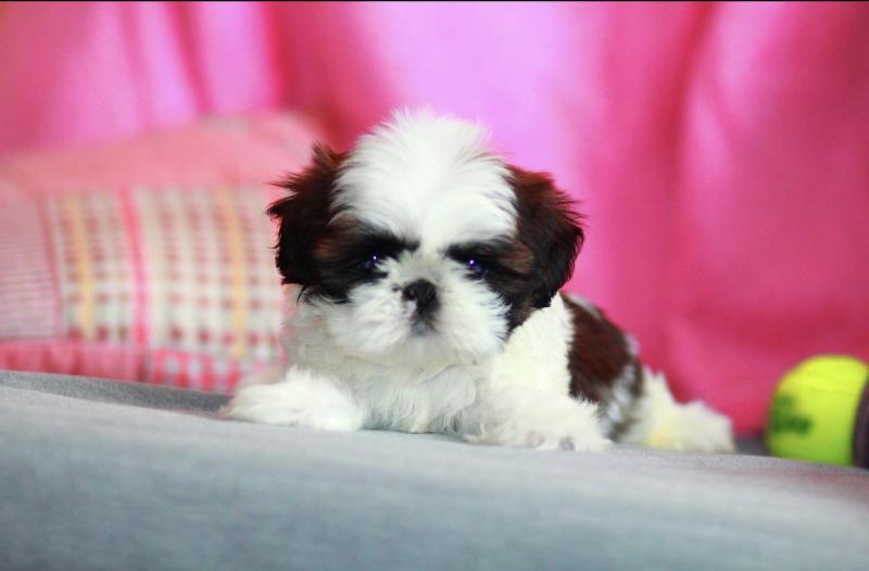 Shitzu puppies for free adoption,male and female available Image eClassifieds4u
