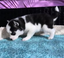Cute male and female Pomsky puppies for adoption.