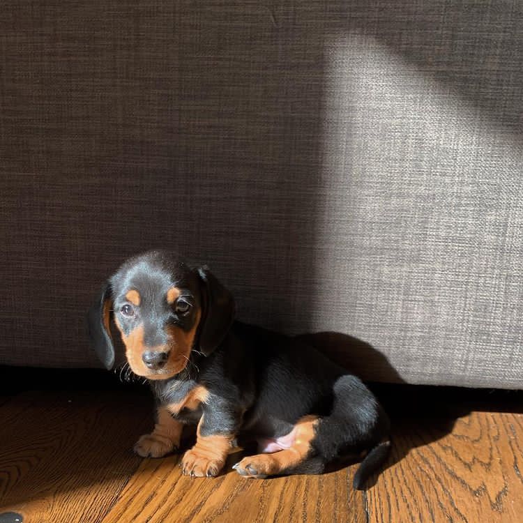 CKC male and female Miniature Dachshund puppies for adoption Image eClassifieds4u