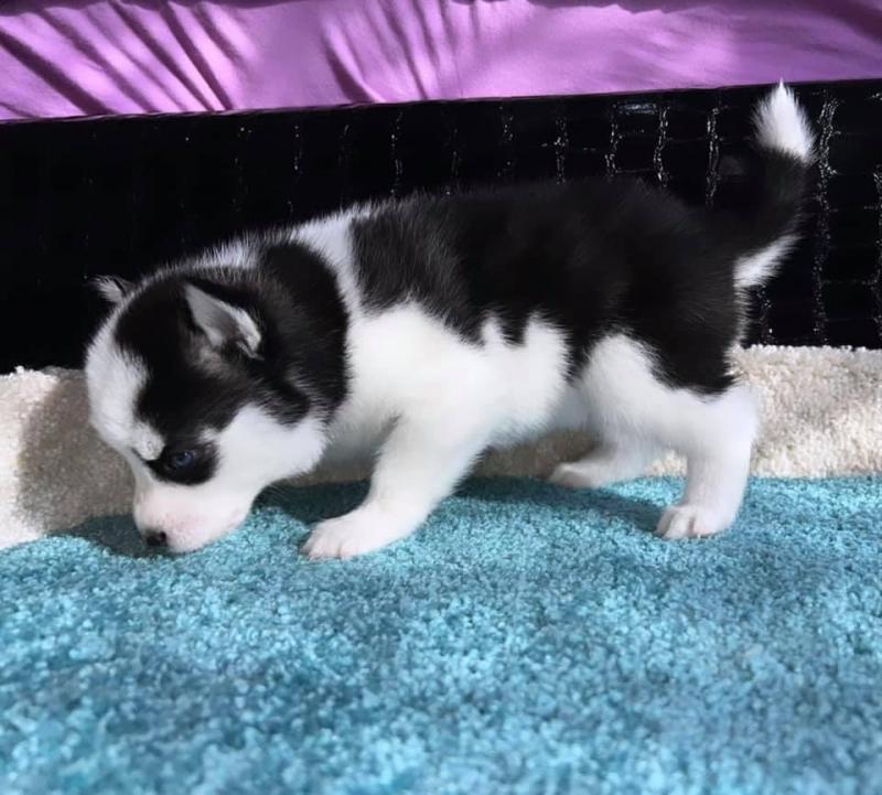 Cute male and female Pomsky puppies for adoption. Image eClassifieds4u