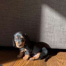 CKC male and female Miniature Dachshund puppies for adoption Image eClassifieds4U