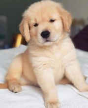Adorable male and female Golden Retriever puppies for adoption