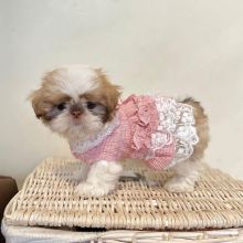Goegeous male and female Shih Tzu puppies for adoption