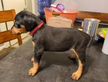 Smart male and female Doberman puppies for adoptions