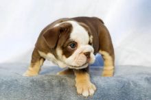 Sweet male and female English bulldog puppies for adoption
