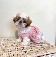 Goegeous male and female Shih Tzu puppies for adoption Image eClassifieds4U