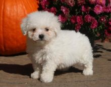 Excellence lovely Male and Female bichon frise Puppies for adoption