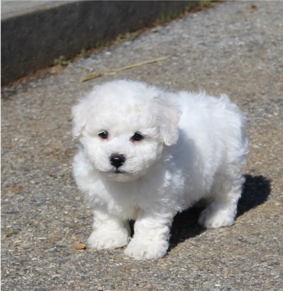 bichon frise puppies Male and female for adoption Image eClassifieds4u