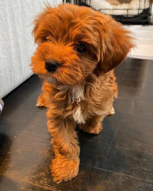 cavapoo Puppies Male and female For Adoption Image eClassifieds4u