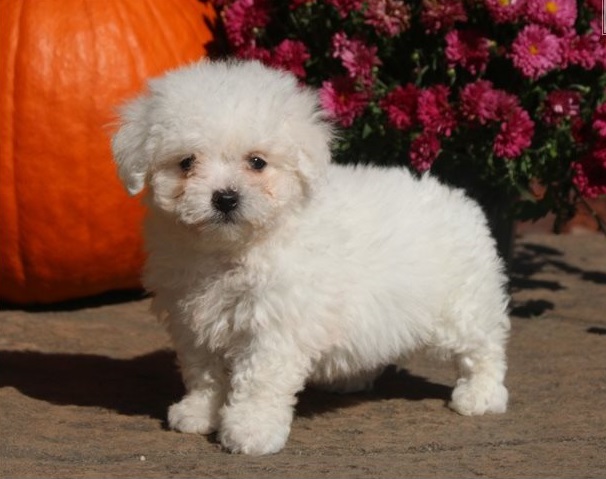 Excellence lovely Male and Female bichon frise Puppies for adoption Image eClassifieds4u