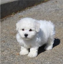 Excellence lovely Male and Female bichon frise Puppies for adoption Image eClassifieds4u 1