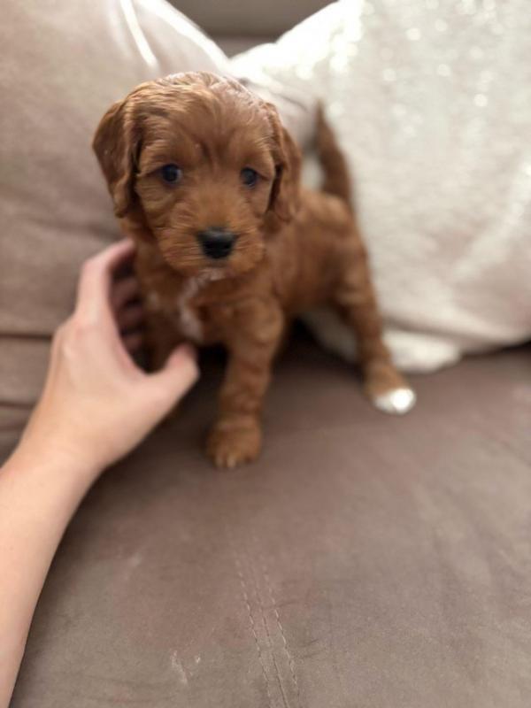 Cavapoo puppies Image eClassifieds4u