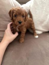 FTop Quality Cavapoo puppies