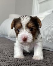 Cute male and female Yorkshire Terrier puppies for adoption.