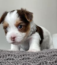 Cute male and female Yorkshire Terrier puppies for adoption.