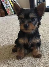 Cute male and female Yorkshire Terrier puppies for adoption.
