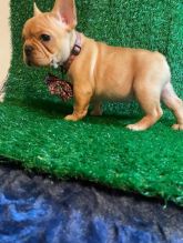 Home Trained male and female French bulldog puppies for adoption