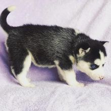 Quality male and female Siberian husky puppies for adoption