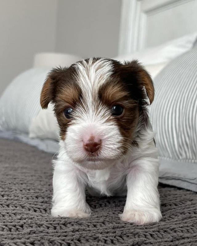 Cute male and female Yorkshire Terrier puppies for adoption. Image eClassifieds4u