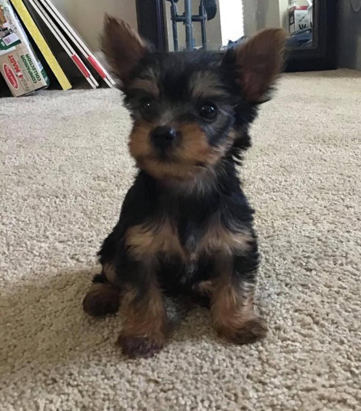 Cute male and female Yorkshire Terrier puppies for adoption. Image eClassifieds4u