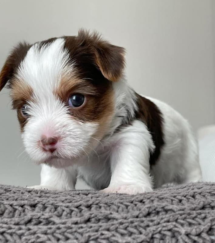 Cute male and female Yorkshire Terrier puppies for adoption. Image eClassifieds4u