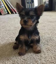 Cute male and female Yorkshire Terrier puppies for adoption. Image eClassifieds4u 2