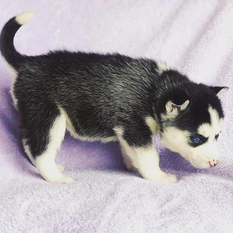 Quality male and female Siberian husky puppies for adoption Image eClassifieds4u