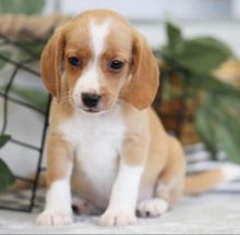 Adorable male and female Beagle puppies for adoption