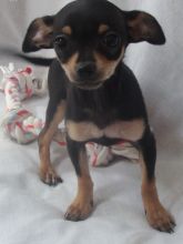 Excellence lovely Male and Female chihuahua Puppies for adoption