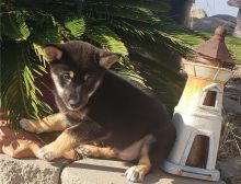 Excellence lovely Male and Female shiba inu Puppies for adoption