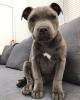 🐾 Blue Nose Pitbull Puppies – Loving, Loyal, and Ready for Their Forever Homes! 🐾