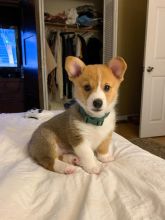 Healthy Pembroke Welsh Corgi Puppies Available For Adoption
