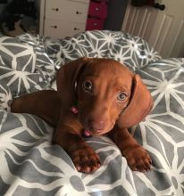 Lovely Cute Dachshund Puppies For Adoption