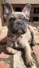 Lovely Cute French Bulldog Puppies For Adoption