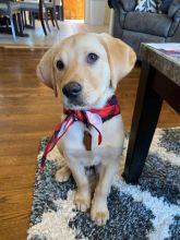 Lovely Cute Labrador Retriever Puppies For Adoption