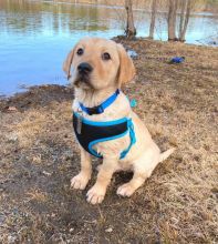 Lovely Cute Labrador Retriever Puppies For Adoption