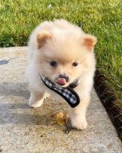 Lovely Cute Pomeranian Puppies For Adoption