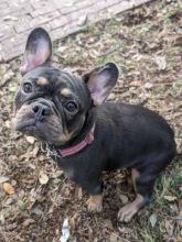 Lovely Cute French Bulldog Puppies For Adoption