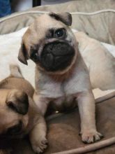 Adorable male and female PUG Puppies Available 💕Delivery Available🌎