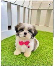 Adorable Shih Tzu puppies available for adoption