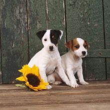 Affectionate Jack Russell Puppies for New Homes 💕Delivery Available🌎