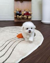 Healthy teacup and toy poodle puppies available and ready to go